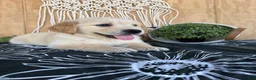 Golden Retriever dogs for sale: Grady - Ad 17