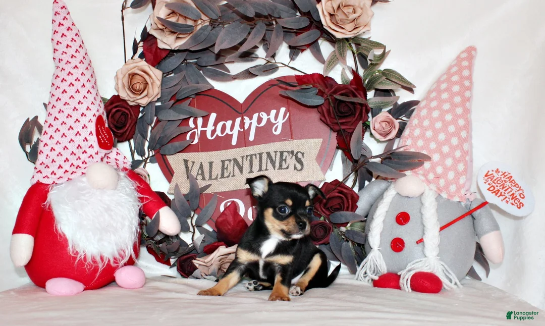 Chihuahua dogs for sale: Jenna - Ad 1