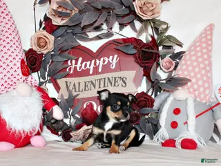 Chihuahua dogs Jenna - Ad 11