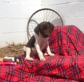 German Shorthaired Pointer dogs Buck🐾AKC Registered❤️one female left - Ad 2