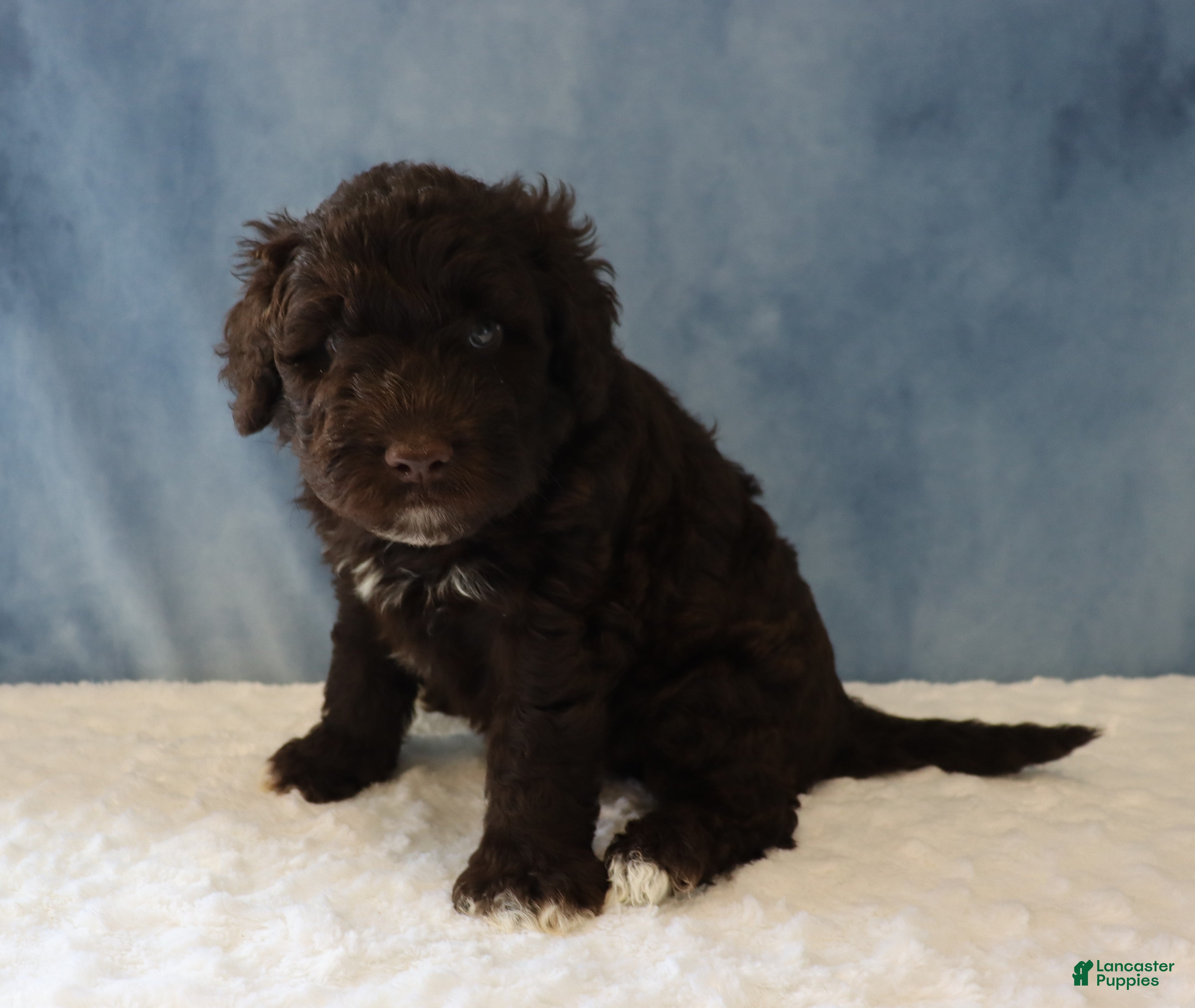 Portuguese Water Dog dogs Sean - Ad 1