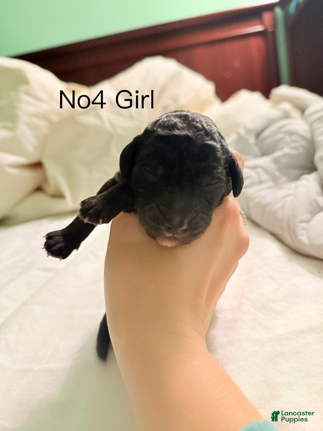 Standard Poodle dogs for sale: Standard Poodle Puppy 4 - Ad 1