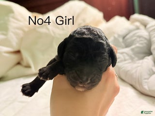 Standard Poodle dogs Standard Poodle Puppy 4 - Ad 35