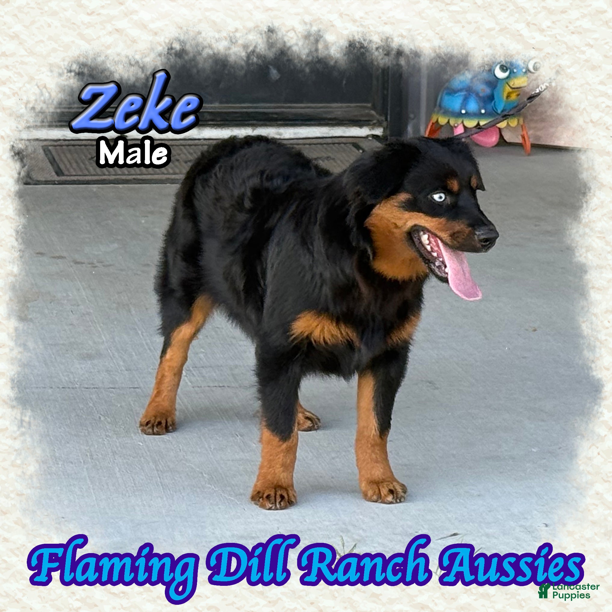 Miniature Australian Shepherd dogs for sale: Zeke - Ad 2