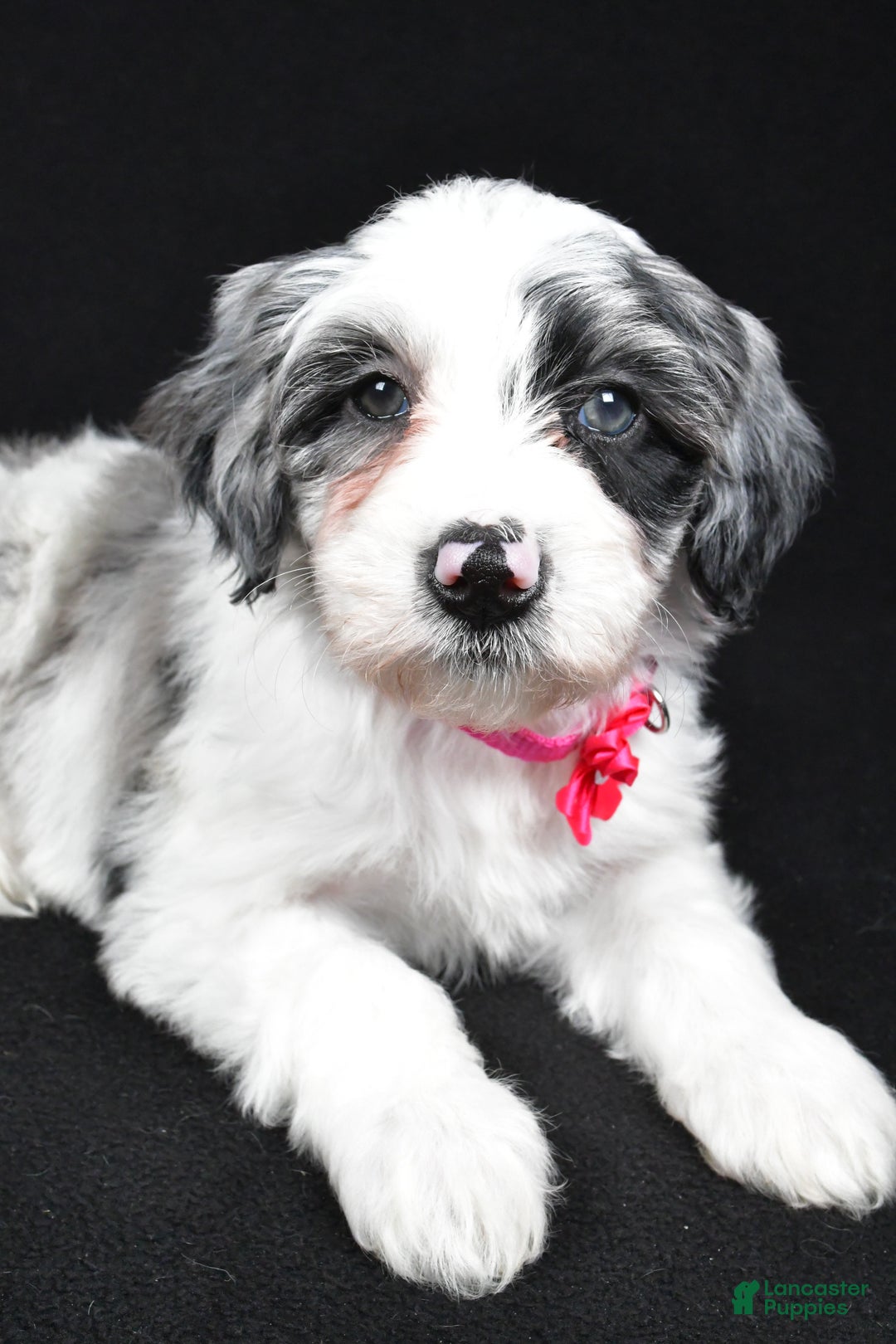 Sheepadoodle dogs for sale: Cassie - Ad 3