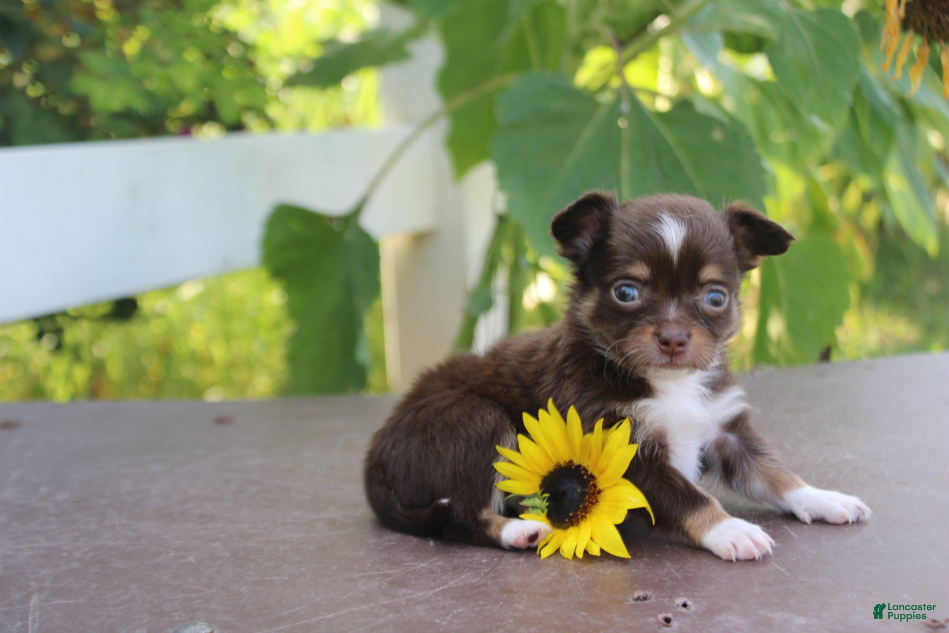 Chihuahua dogs Anthony - Ad 16