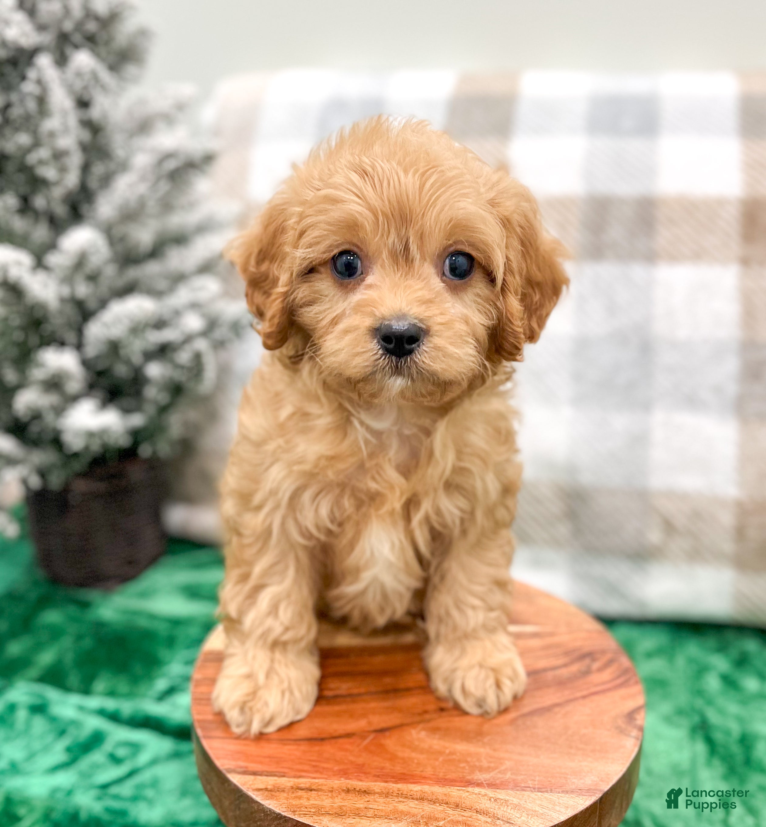Cavapoo dogs Champ - Ad 32