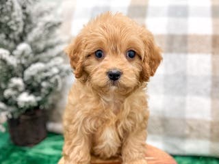 Cavapoo dogs Champ - Ad 31