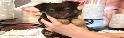Chihuahua dogs for sale: Cherub - Ad 3