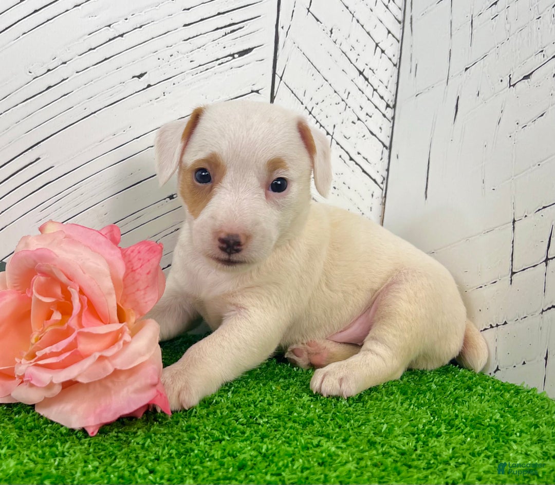 Terrier Mix Jack Russell Family Jack Russell Terrier Puppies For