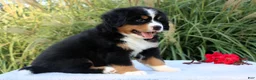 Bernese Mountain Dog dogs for sale: Lexi - Ad 6