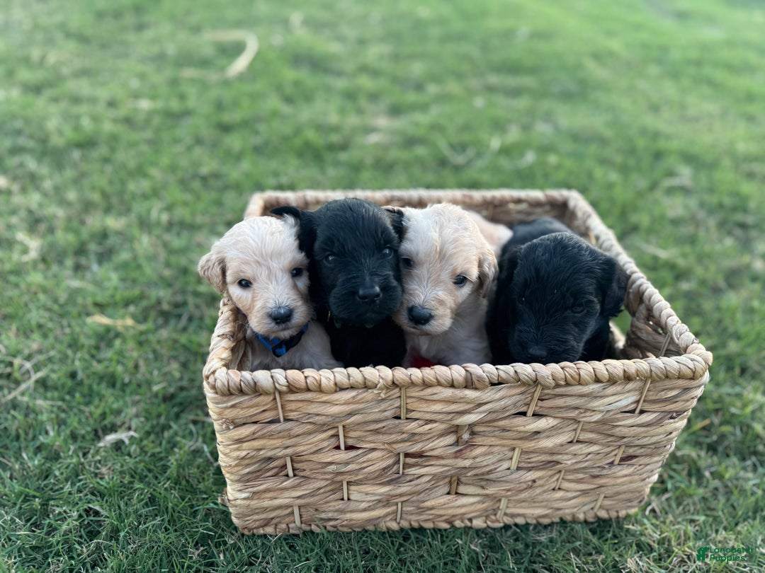 Goldendoodle dogs for sale: Yellow collar girl - Ad 17