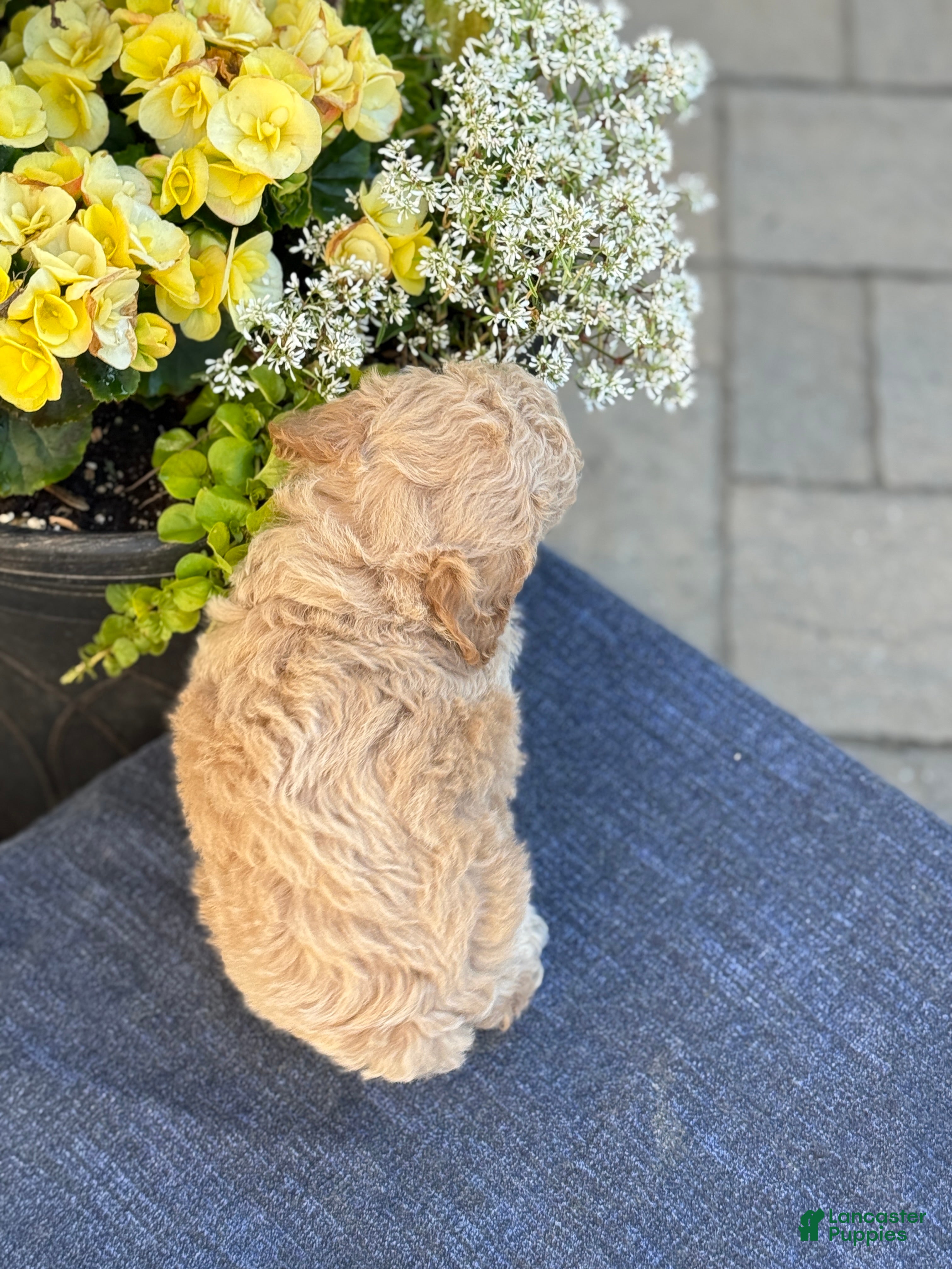 Bichpoo dogs for sale: Finn - Ad 9