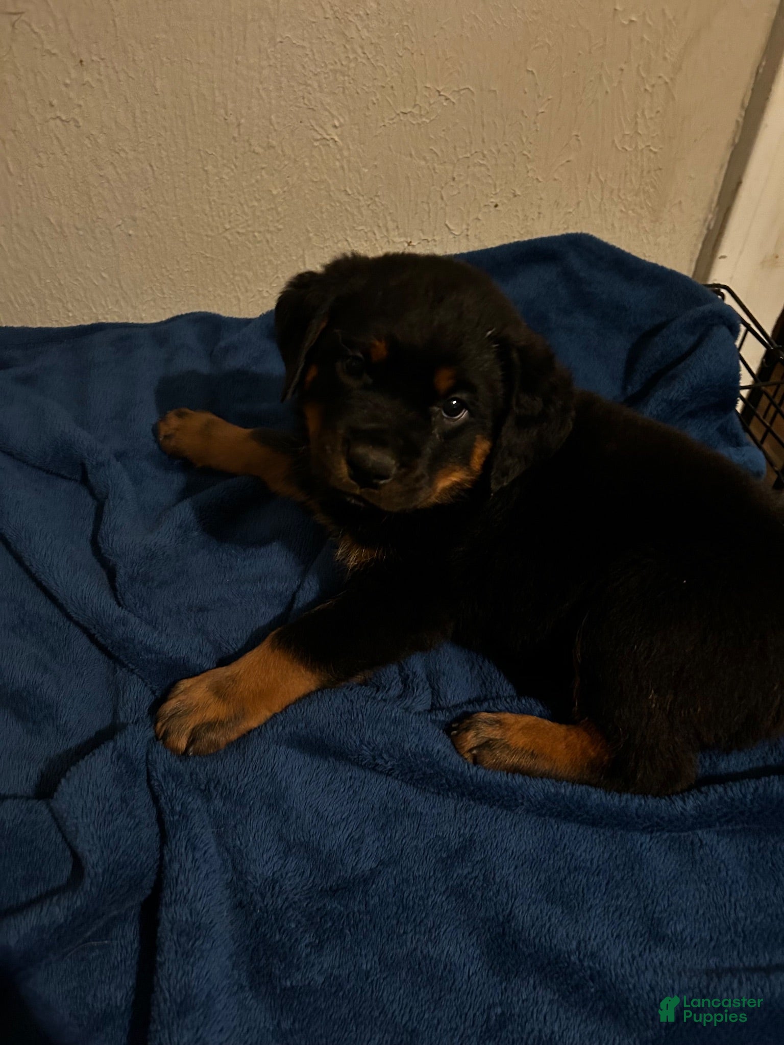 Rottweiler dogs Luna (green) - Ad 1