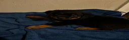 Rottweiler dogs for sale: Luna (green) - Ad 1