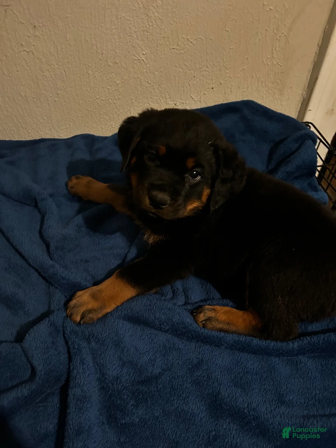 Rottweiler dogs for sale: Luna (green) - Ad 1