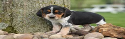 Beagle dogs for sale:  Cash🐶 - Ad 9