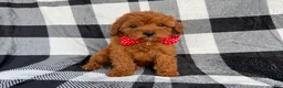 Cavapoo dogs for sale: Bruno - Ad 2