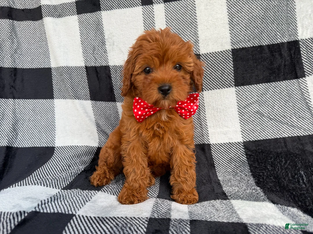 Cavapoo dogs for sale: Bruno - Ad 2