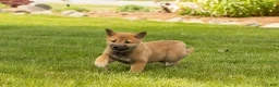 Shiba Inu dogs for sale: Jake - Ad 11