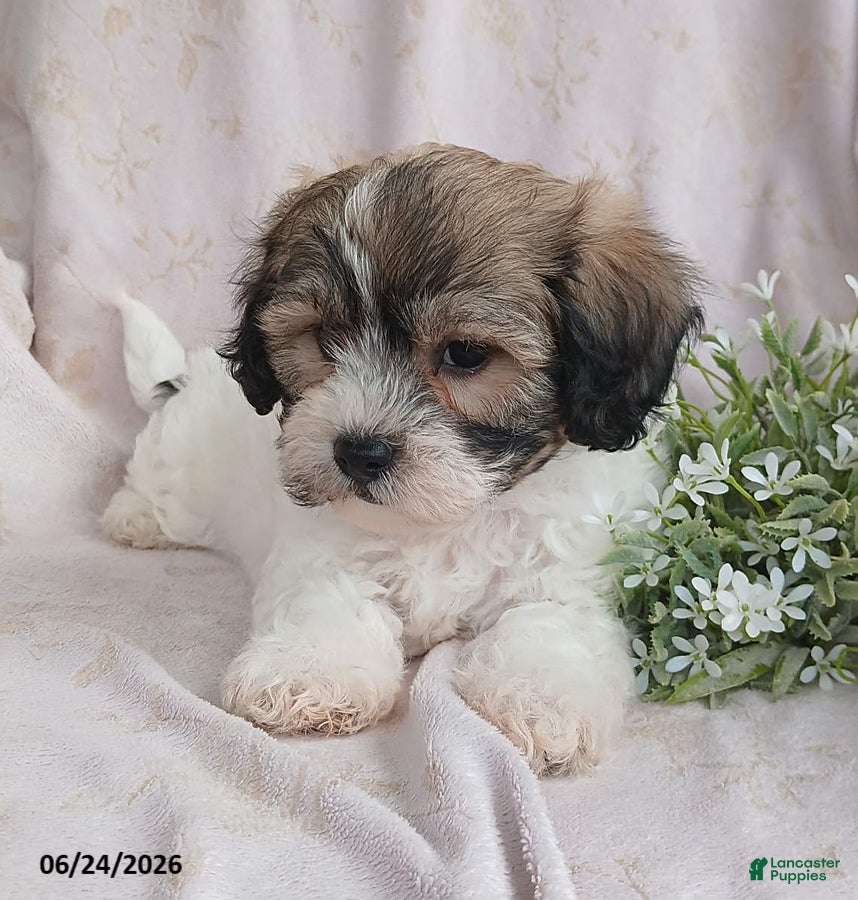 Teddy Bear dogs Ezekiel - Ad 2
