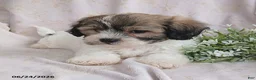 Teddy Bear dogs for sale: Ezekiel - Ad 2