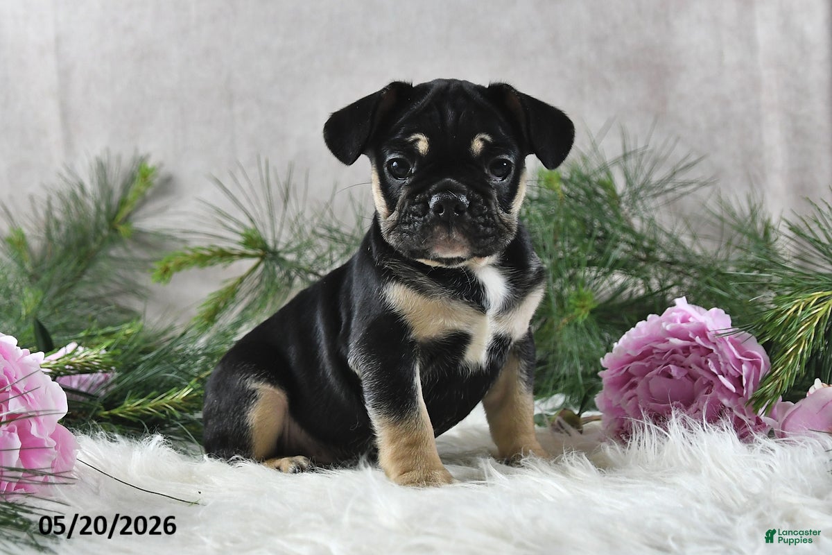 French Bulldog dogs Hero - Ad 1