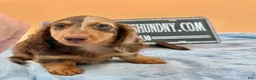 Miniature Dachshund dogs for sale: Russian boy - Ad 1
