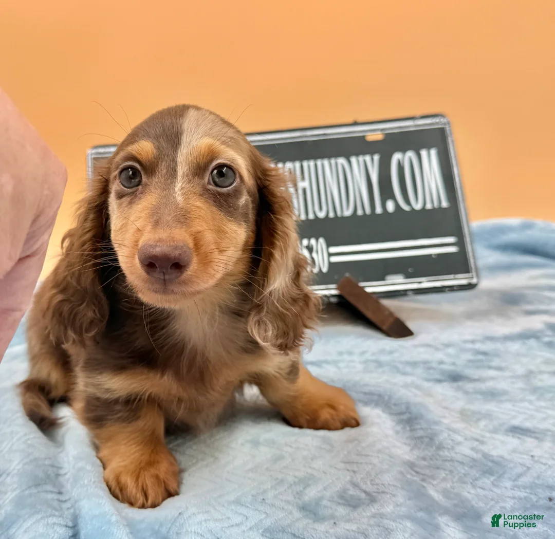 Miniature Dachshund dogs for sale: Russian boy - Ad 1