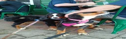 Bernese Mountain Dog dogs for sale: Bernese Mountain Dog 2 - Ad 4