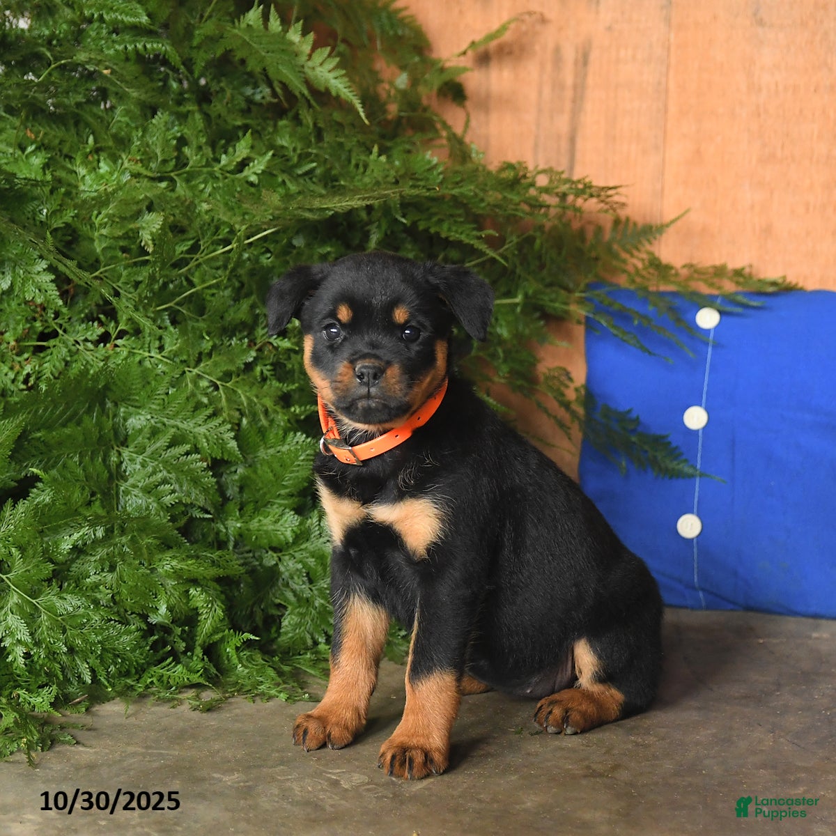 Rottweiler Puppies for sale Lancaster Puppies