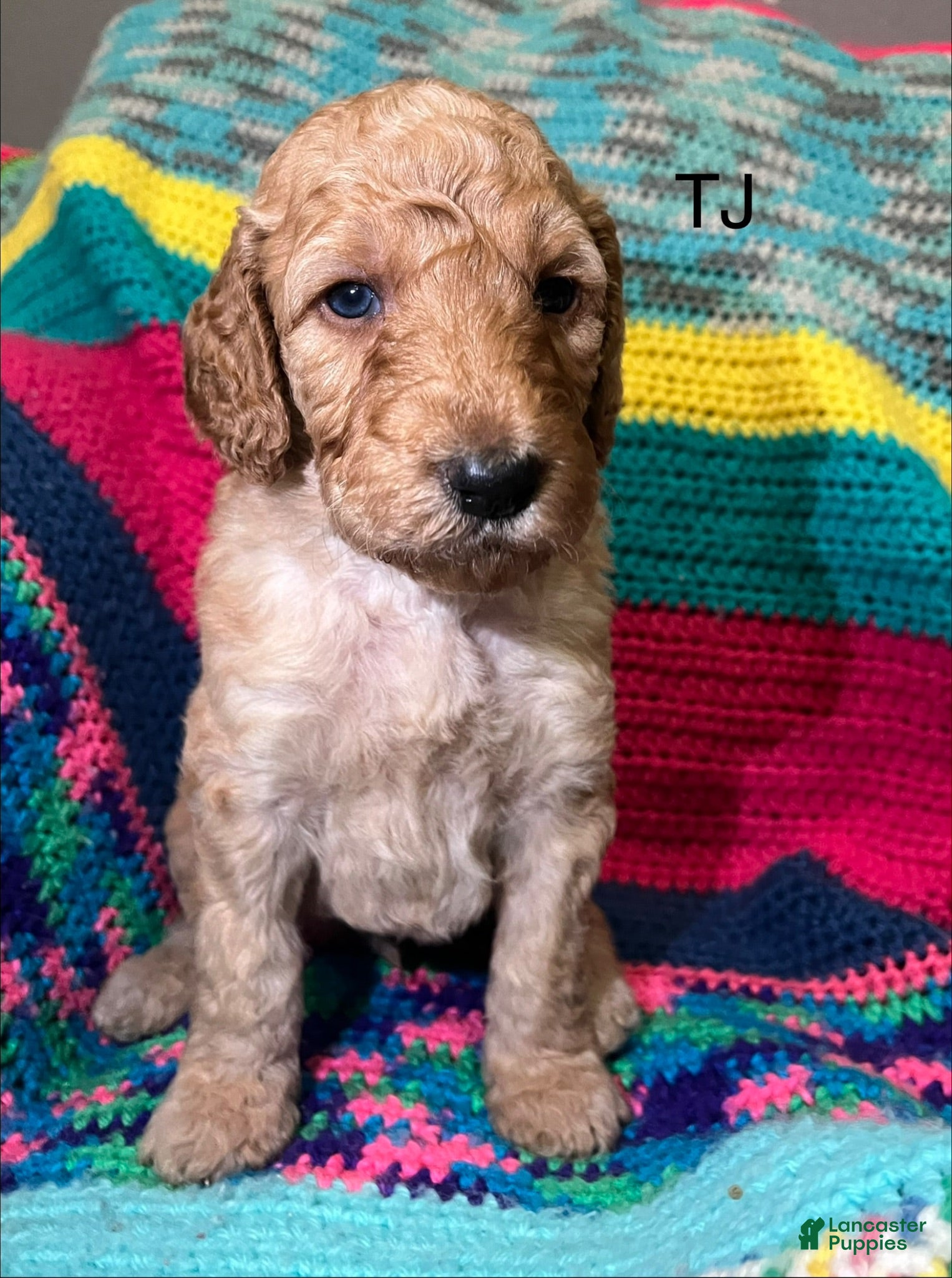 Goldendoodle dogs Tj - Ad 1