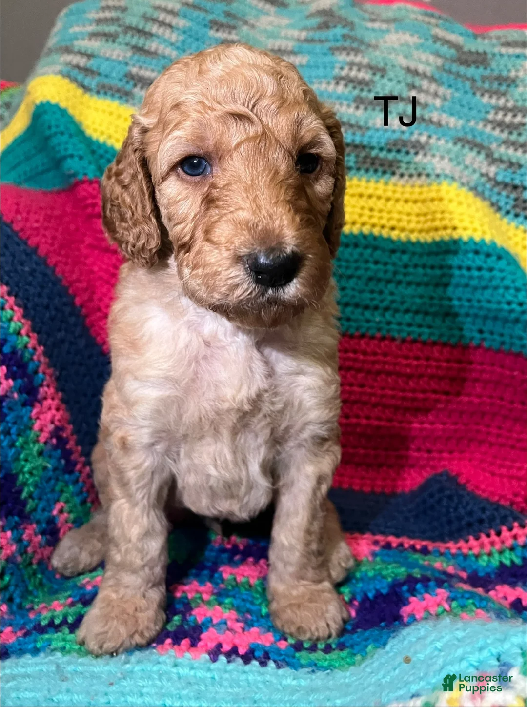 Goldendoodle dogs for sale: Tj - Ad 1