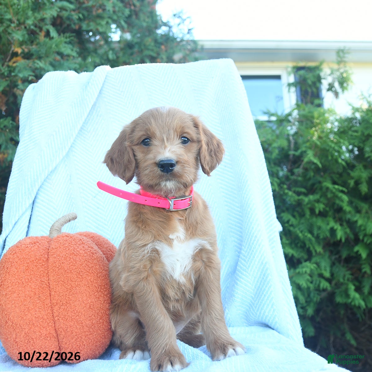 Goldendoodle dogs for sale: Nutmeg  - Ad 2