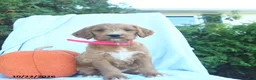Goldendoodle dogs for sale: Nutmeg  - Ad 2