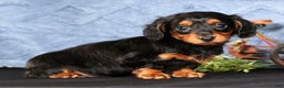 Miniature Dachshund dogs for sale: Natalie - Ad 7