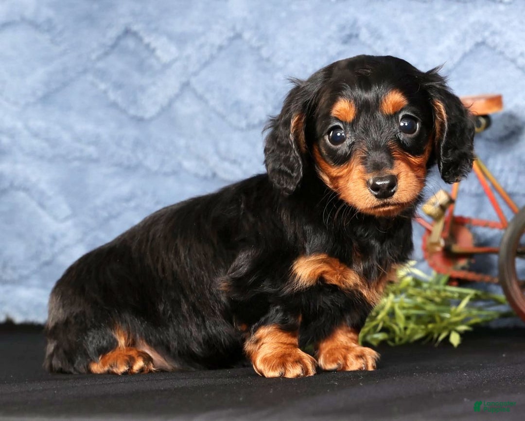 Miniature Dachshund dogs for sale: Natalie - Ad 7