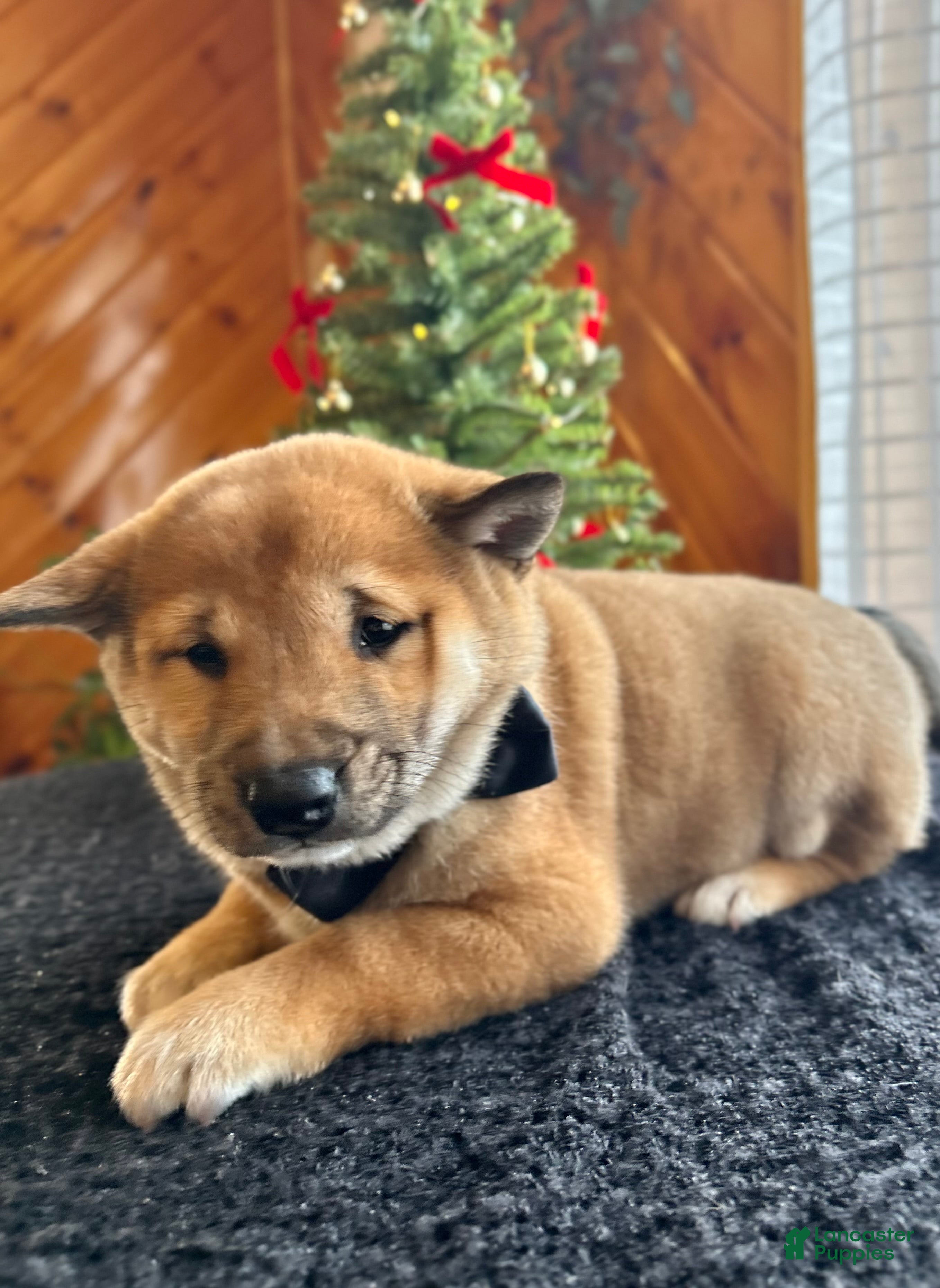 Shiba Inu dogs Lincoln - Ad 24