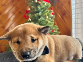 Shiba Inu dogs Lincoln - Ad 10