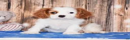 Cavalier King Charles Spaniel dogs for sale: Ninja - Ad 1