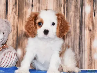 Cavalier King Charles Spaniel dogs for sale: Ninja - Ad 1