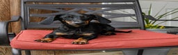Miniature Dachshund dogs for sale: Chloe - Ad 6