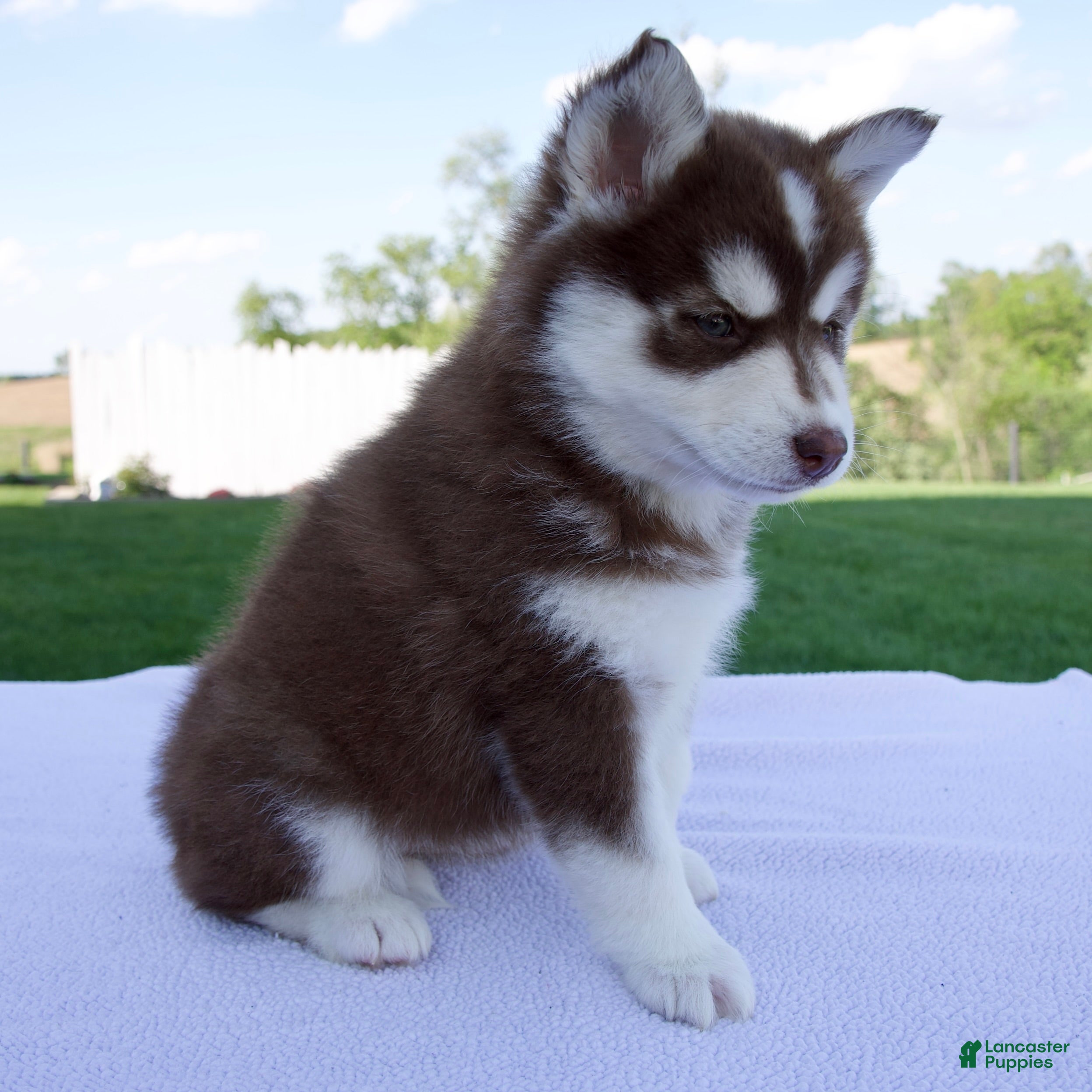 Pomsky dogs Sage - Ad 2