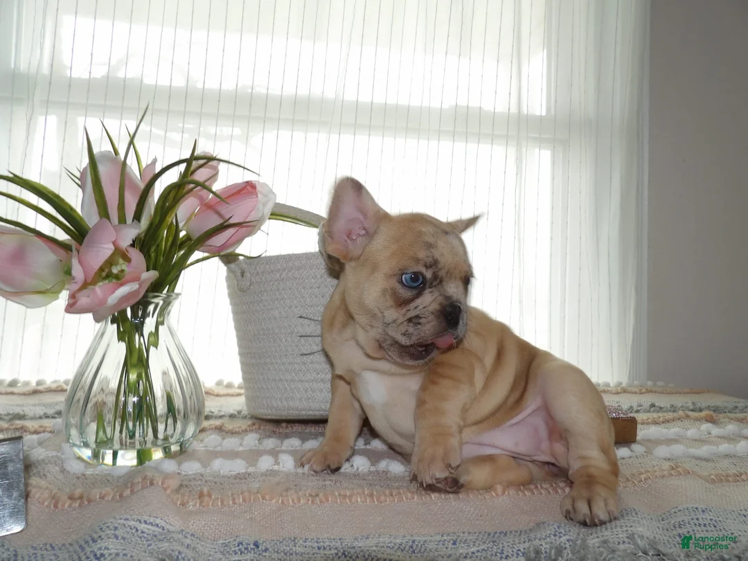 Gallery Image {{count}}