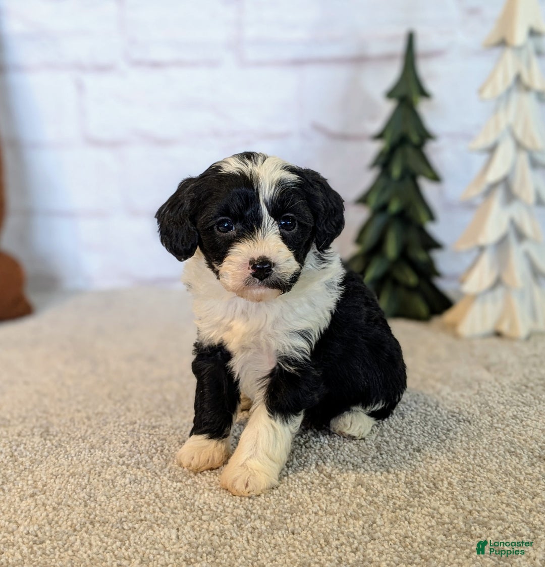 Mixed Breed dogs for sale: Mia - Ad 1