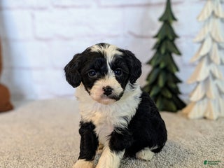 Mixed Breed dogs Mia - Ad 30