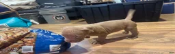 American Bully dogs for sale: American Bully 8 - Ad 4