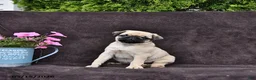 Pug dogs for sale: Dusty - Ad 4