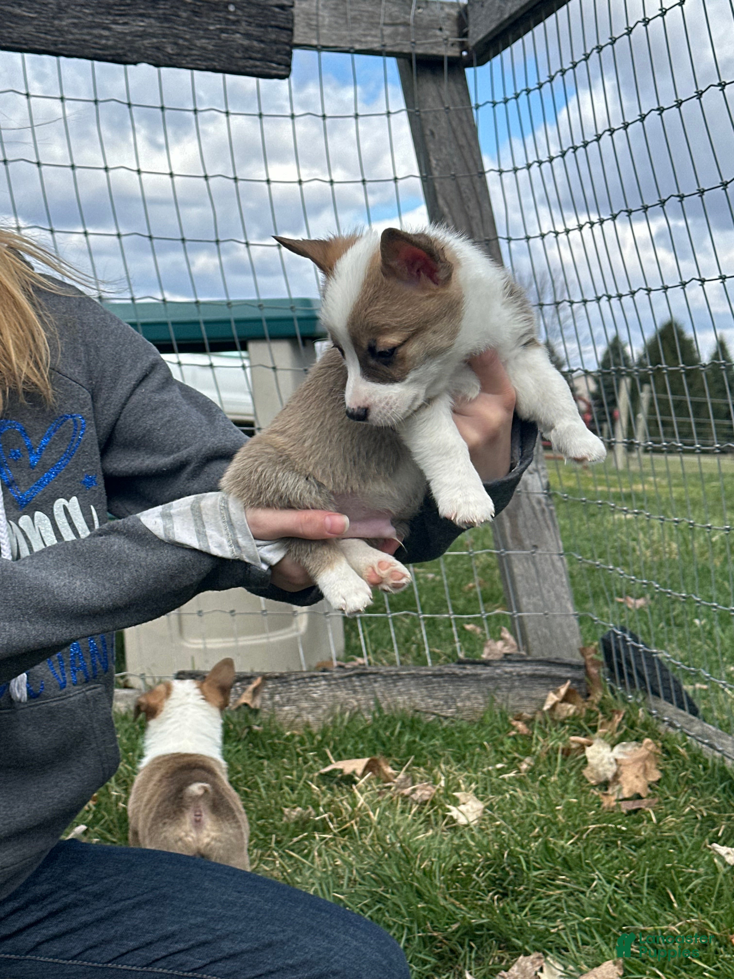 Welsh Corgi Pembroke dogs  Jean Luc  - Ad 2