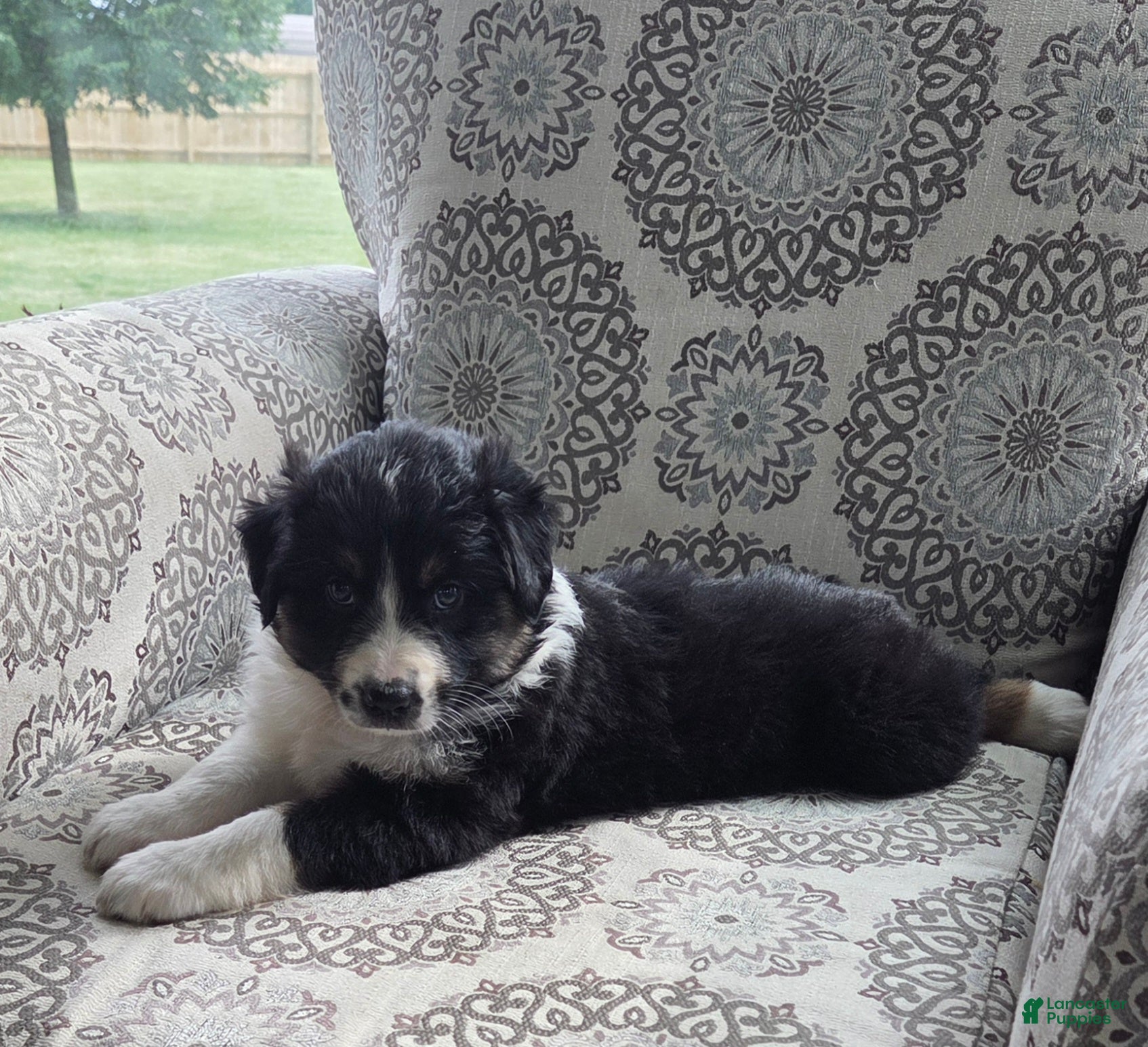 Australian Shepherd dogs Anika Star - Ad 2